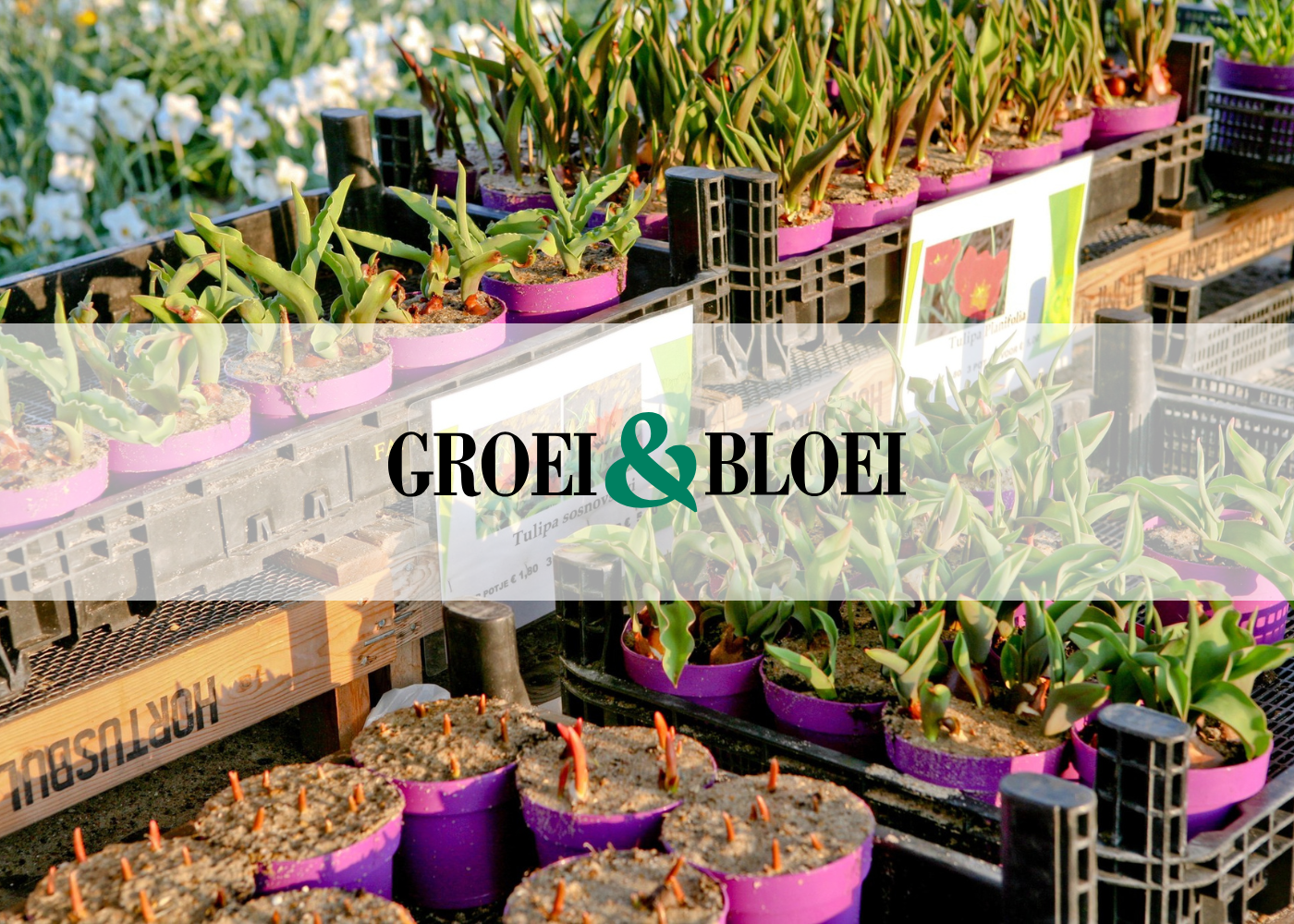 Groei en Bloei Zutphen