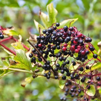 Hoop Heggen in Eefde