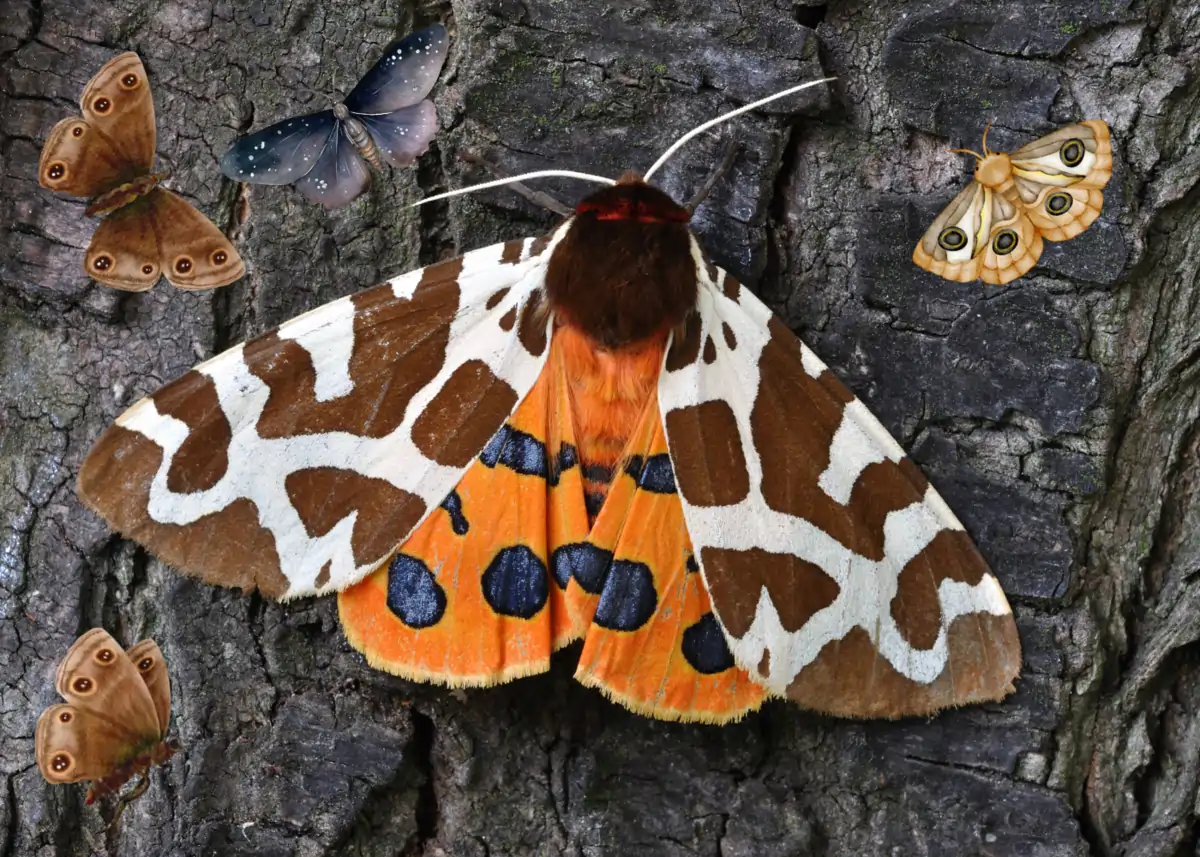 Nachtvlinderval Nachtvlinderval