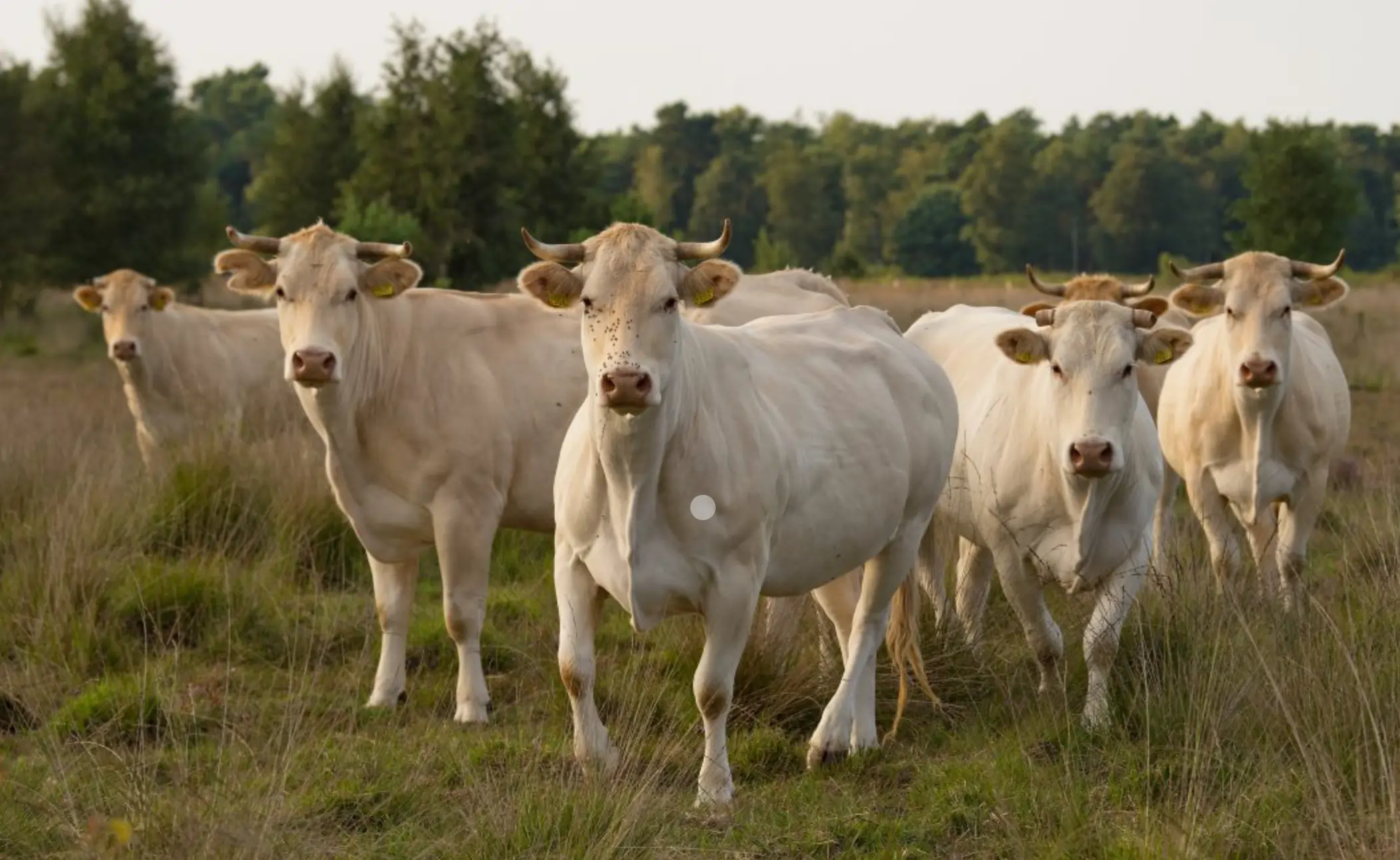 Marke Gorsselse Heide Koeien Marke Gorsselse Heide Koeien