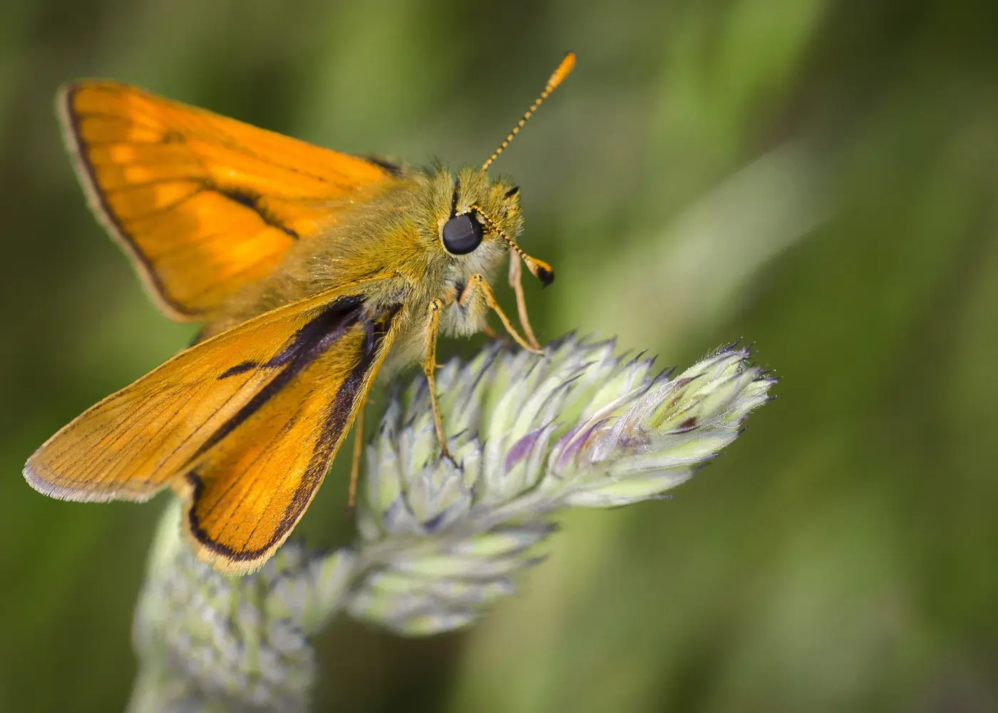 Nachtvlinder Biodiversiteit Nachtvlinder Biodiversiteit Eefde