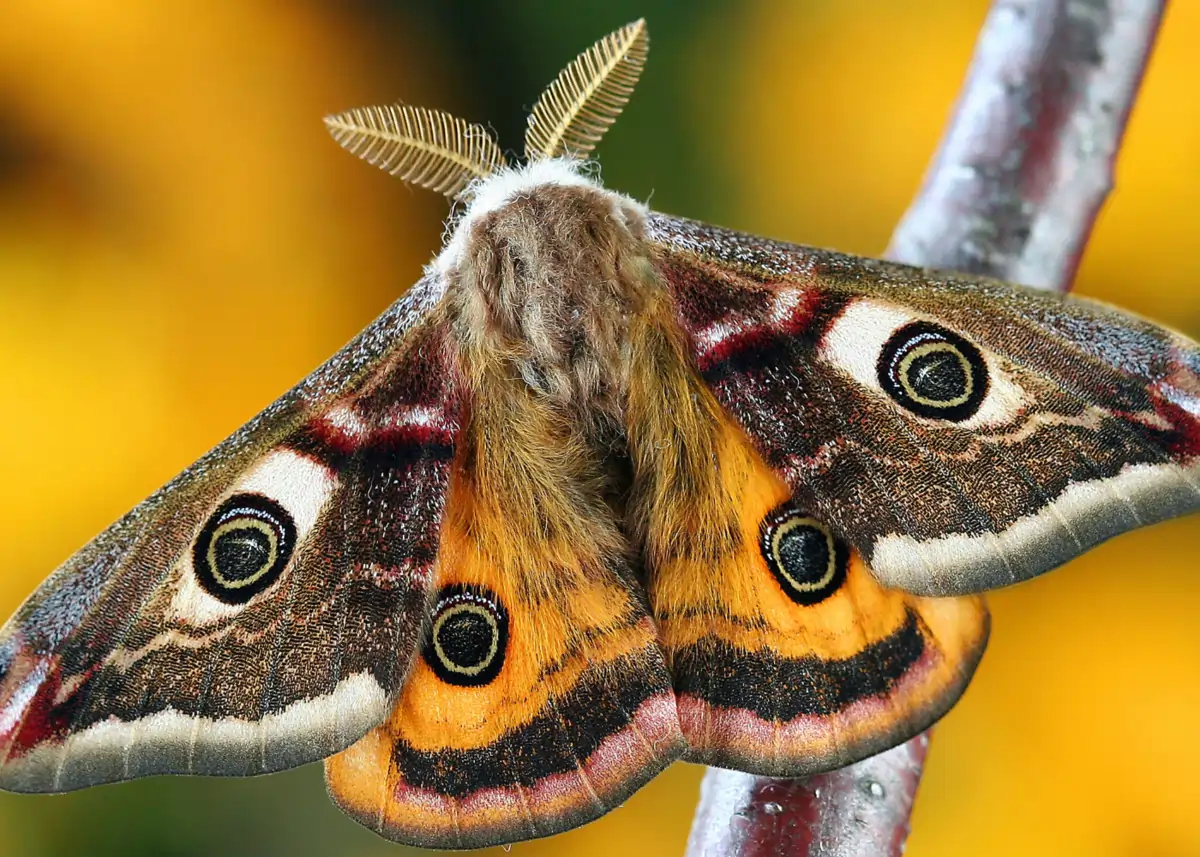 Nachtvlinders Nachtvlinders