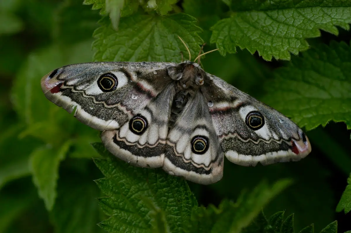 Nachtvlinderval lenen in Eefde