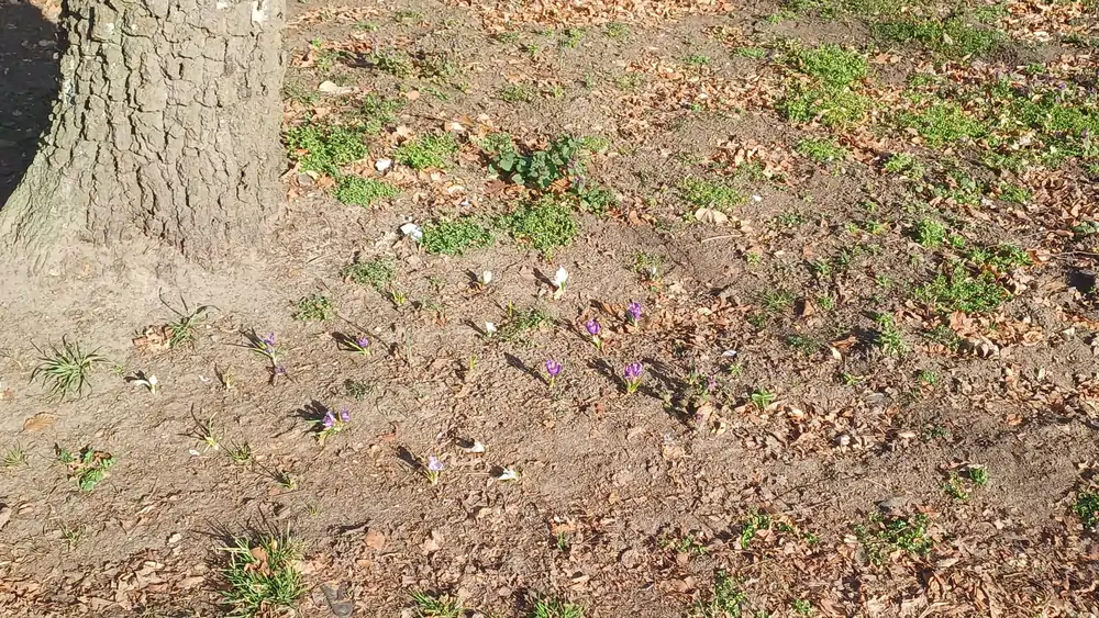 Bloembollen Boedelhofweg