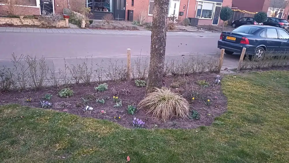 Bloembollen Papaverhof